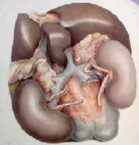 Detail of lithograph from Addison's On the Constitutional and Local Effects of Disease of the Suprarenal Capsules. Please click on link to view and resize larger image.